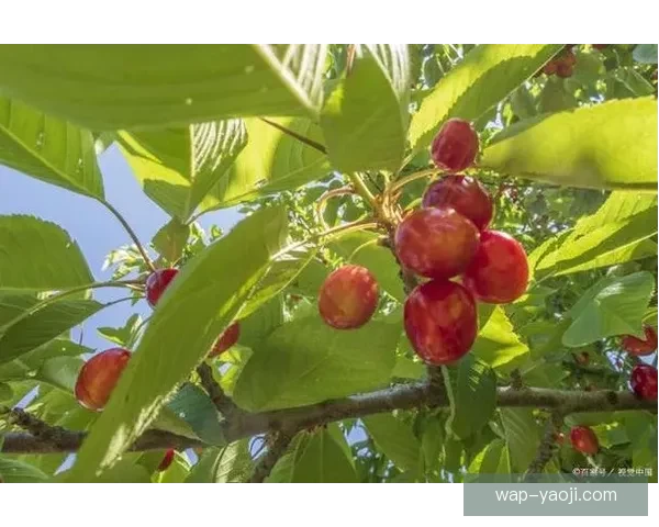 樱桃影视：点亮你的视觉，触动你的心灵